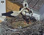 Capi_Dubne_20260522_113503.jpg