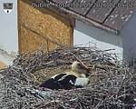 Capi_Dubne_20260522_120502.jpg