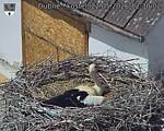 Capi_Dubne_20260522_123002.jpg