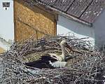 Capi_Dubne_20260522_124503.jpg