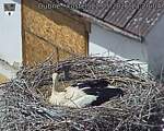 Capi_Dubne_20260522_132004.jpg