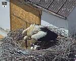 Capi_Dubne_20260522_132502.jpg