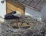 Capi_Dubne_20260522_134002.jpg