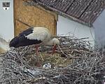 Capi_Dubne_20260522_140003.jpg