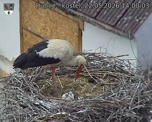 Capi_Dubne_20260522_140003.jpg (1350&nbsp;x&nbsp;1080)