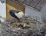 Capi_Dubne_20260522_141502.jpg