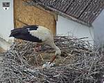 Capi_Dubne_20260522_142503.jpg