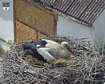 Capi_Dubne_20260522_150003.jpg