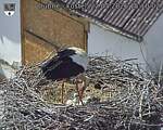 Capi_Dubne_20260522_151002.jpg