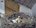 Capi_Dubne_20260522_151503.jpg