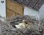 Capi_Dubne_20260522_153003.jpg