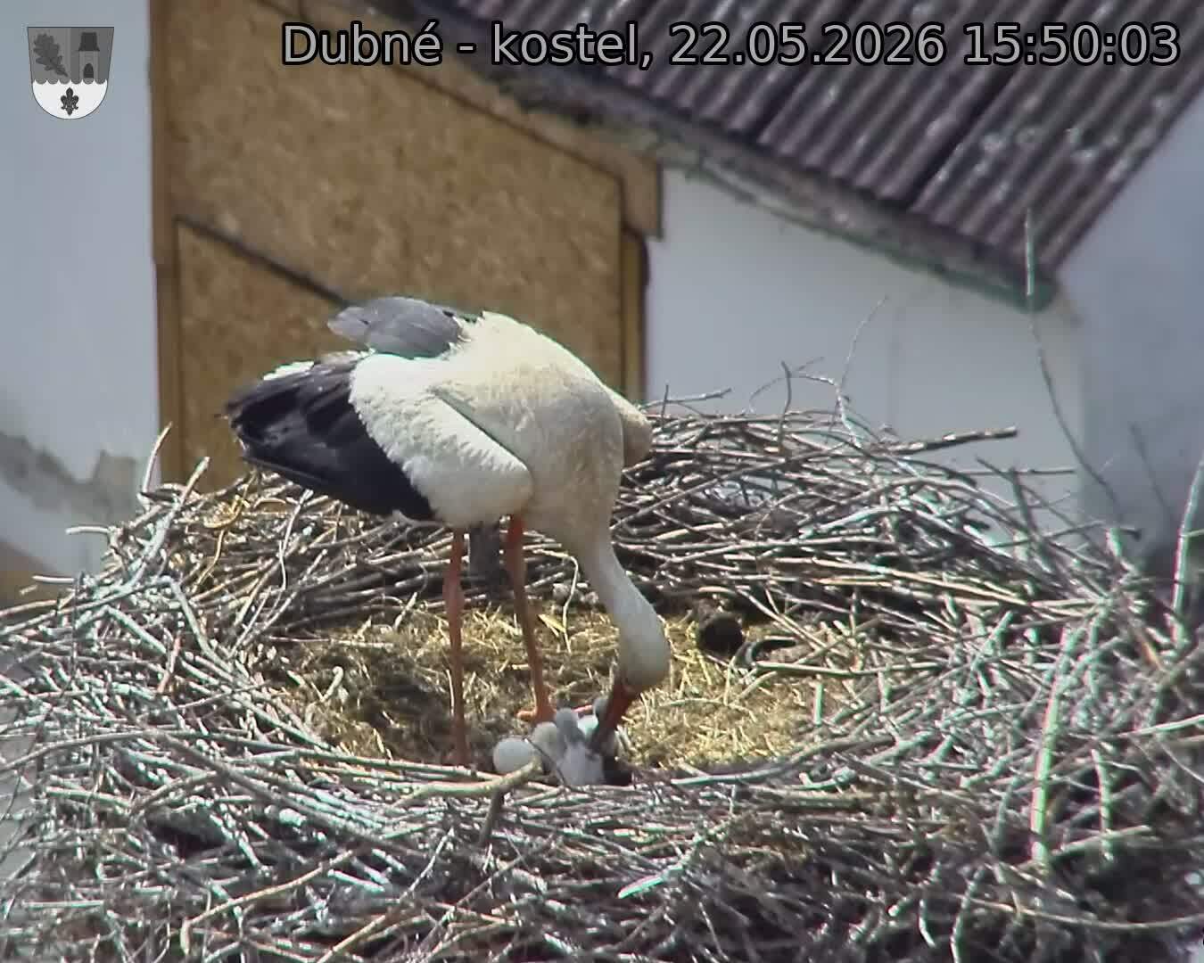 Capi_Dubne_20260522_155003.jpg (1350&nbsp;x&nbsp;1080)