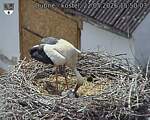 Capi_Dubne_20260522_155003.jpg