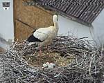 Capi_Dubne_20260522_160003.jpg