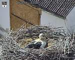 Capi_Dubne_20260522_161503.jpg