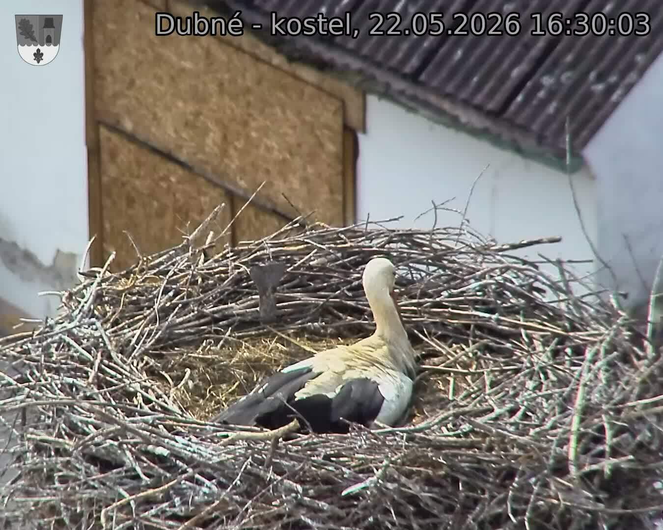 Capi_Dubne_20260522_163003.jpg (1350&nbsp;x&nbsp;1080)