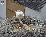 Capi_Dubne_20260522_171503.jpg