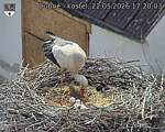 Capi_Dubne_20260522_172003.jpg