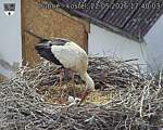 Capi_Dubne_20260522_174003.jpg