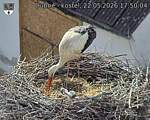 Capi_Dubne_20260522_175004.jpg