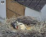 Capi_Dubne_20260522_181003.jpg