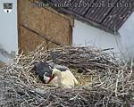 Capi_Dubne_20260522_181503.jpg