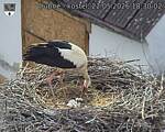 Capi_Dubne_20260522_183002.jpg