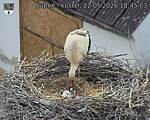 Capi_Dubne_20260522_184503.jpg