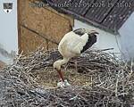 Capi_Dubne_20260522_193002.jpg