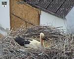 Capi_Dubne_20260522_193503.jpg