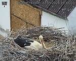 Capi_Dubne_20260522_194503.jpg