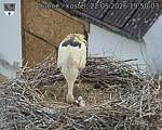 Capi_Dubne_20260522_195003.jpg