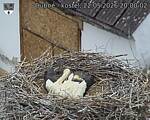 Capi_Dubne_20260522_200002.jpg