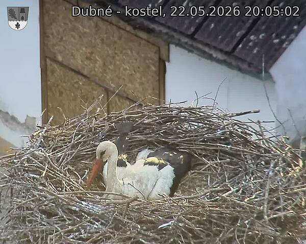 Capi_Dubne_20260522_200502.jpg (1350&nbsp;x&nbsp;1080)