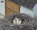 Capi_Dubne_20260522_201002.jpg