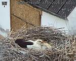 Capi_Dubne_20260522_204003.jpg