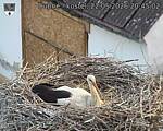 Capi_Dubne_20260522_204502.jpg