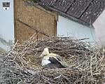 Capi_Dubne_20260522_205503.jpg