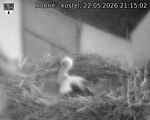 Capi_Dubne_20260522_211502.jpg
