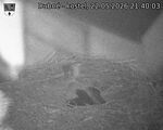Capi_Dubne_20260522_214003.jpg
