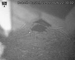 Capi_Dubne_20260522_223002.jpg