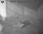Capi_Dubne_20260522_230502.jpg