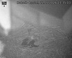 Capi_Dubne_20260522_233503.jpg