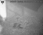 Capi_Dubne_20260523_000503.jpg