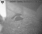 Capi_Dubne_20260523_003003.jpg
