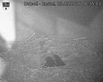 Capi_Dubne_20260523_003503.jpg