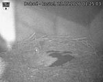 Capi_Dubne_20260523_012503.jpg