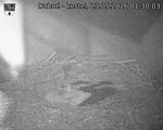Capi_Dubne_20260523_013003.jpg