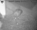 Capi_Dubne_20260523_025503.jpg