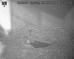 Capi_Dubne_20260523_032502.jpg